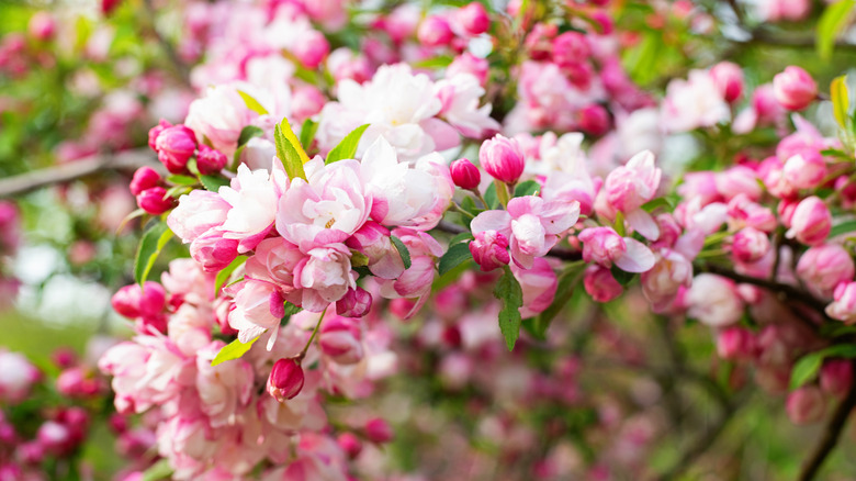 Flowers on crab apple tree