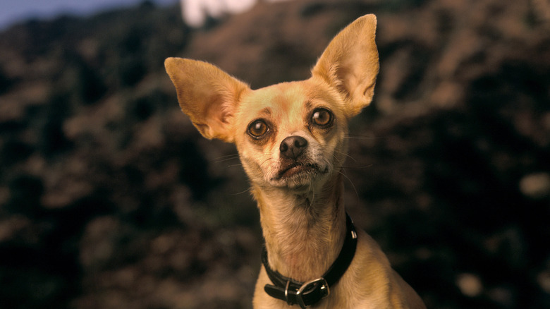 Gidget, the Taco Bell dog, in 1998