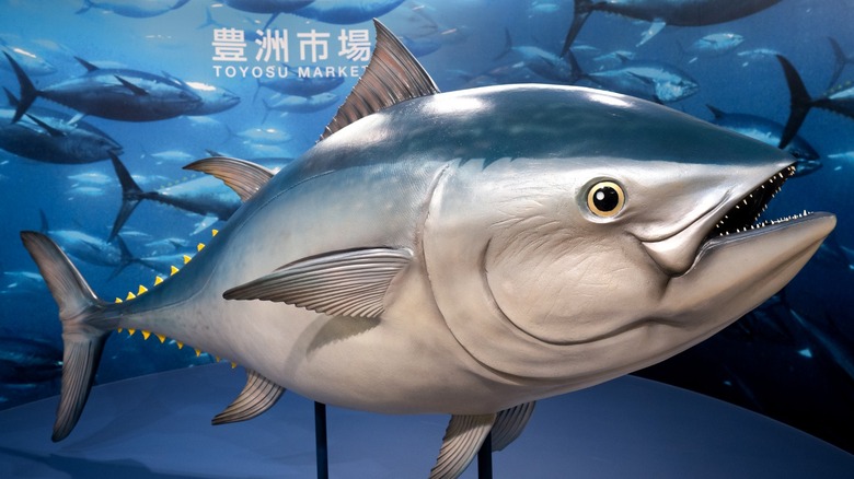 Bluefin tuna statue display at Toyosu Market