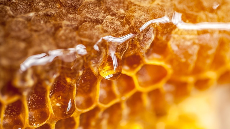 Closeup of a honeycomb dripping with fresh honey.