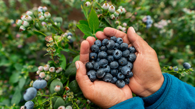 A hand holding fresh berries in a garden