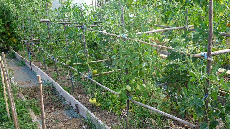 tomatoes growing on bamboo trellis in a raised bed