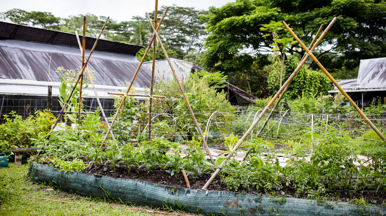 Vegetable garden with trellises