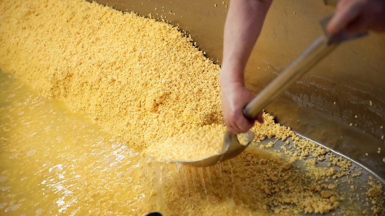 Worker scooping up Colby cheese curds from a vat