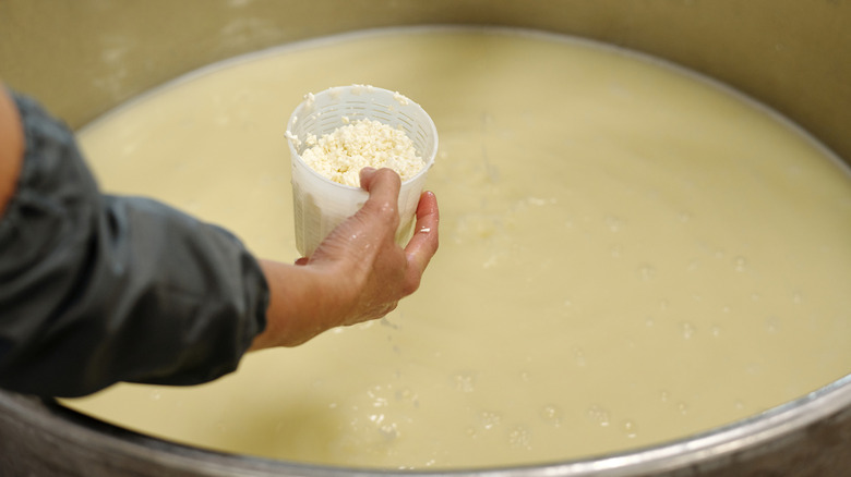 Hand holding plastic container of cheese culture or curds over a vat of milk