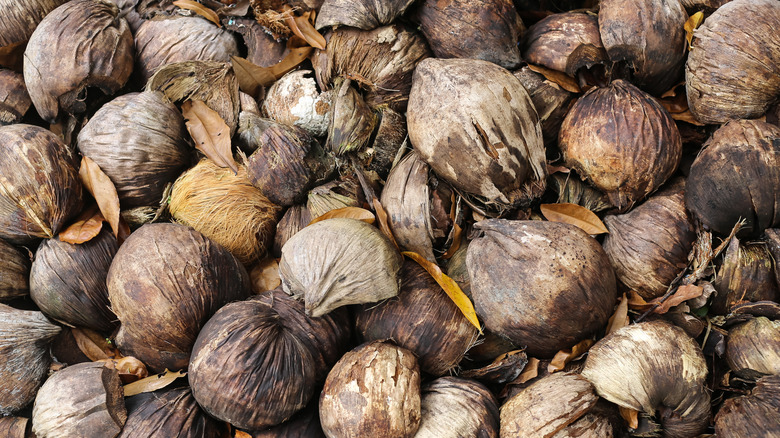 Pile of coconut shells