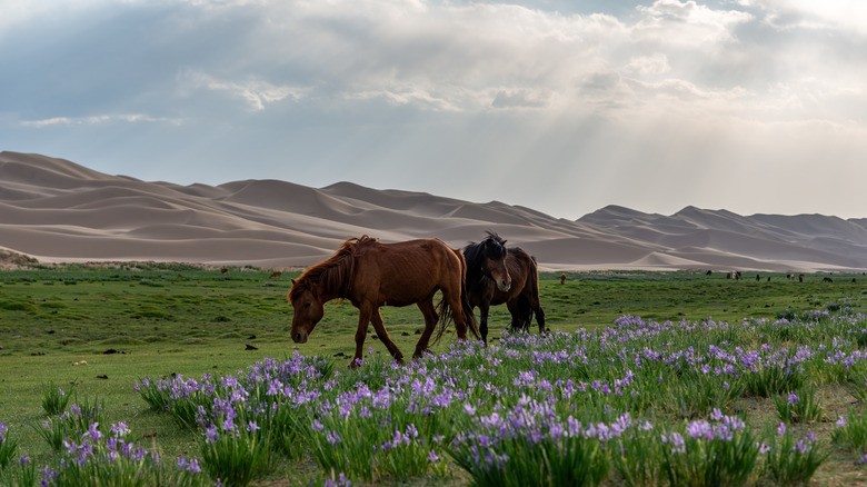 horses grazing on Monfolian steppes
