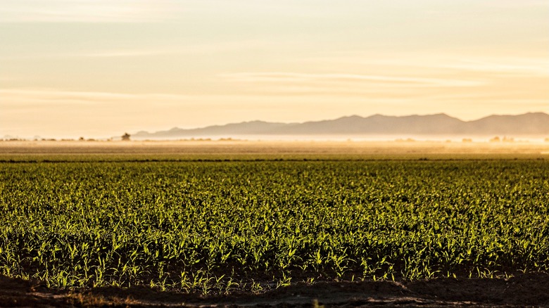 Corn field at Frey Ranch in Nevada
