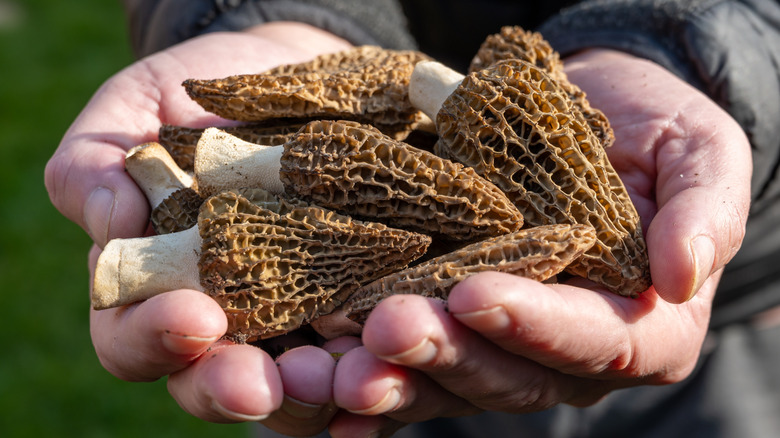 Hand cradling a bunch of morel mushrooms