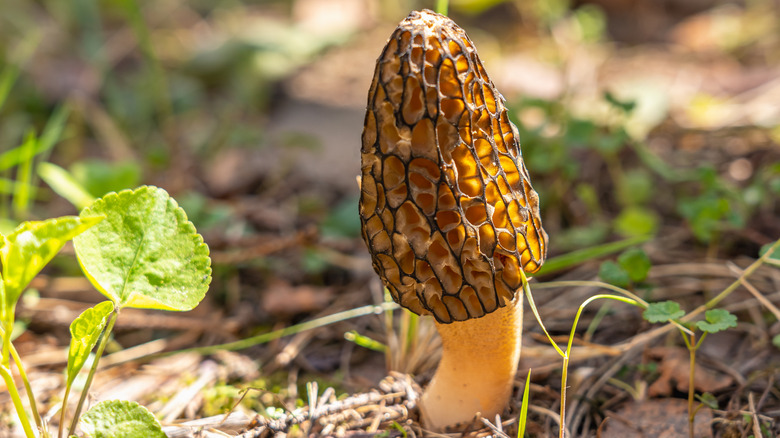 A morel growing on the ground