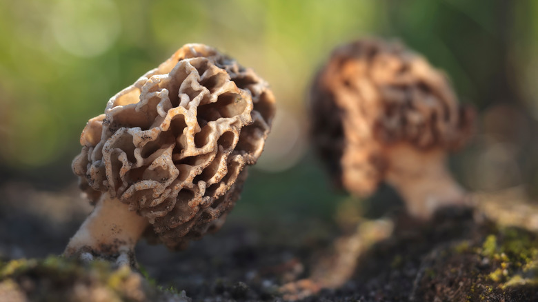 Close-up of two morel mushrooms