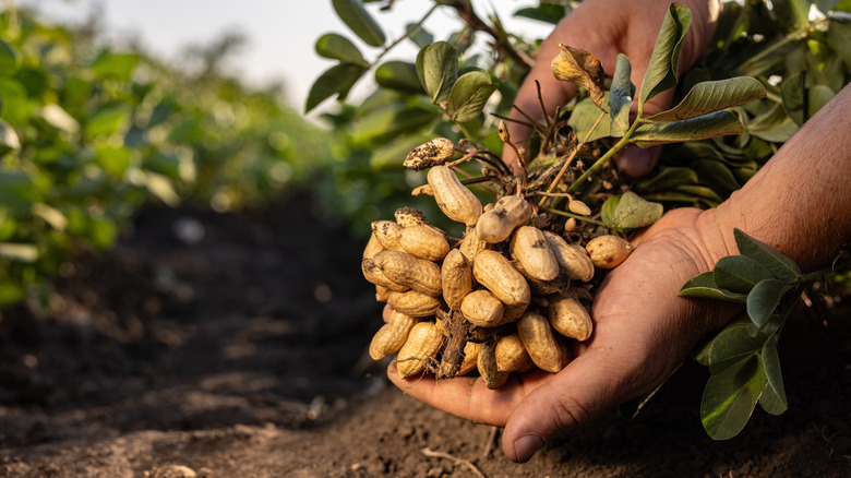 a hand holding freshly harvested peanuts