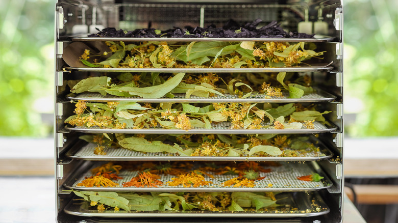 Dehydrator with trays of herbs