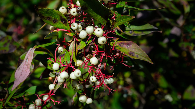 Poison sumac plant with white berries