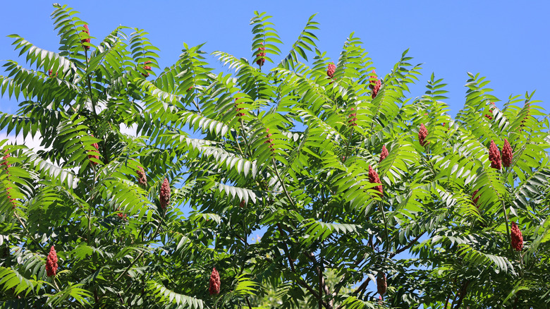 Staghorn sumac tree
