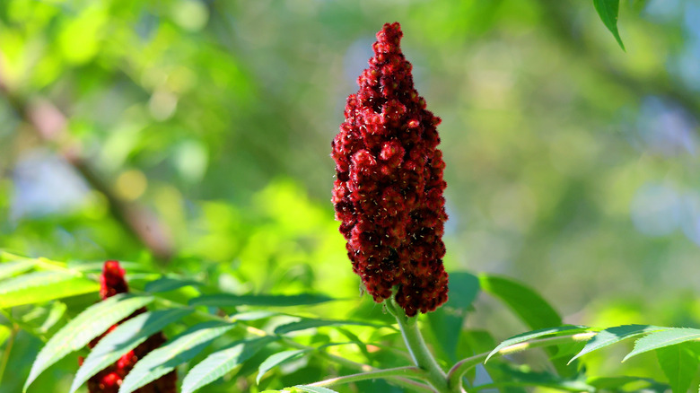 Staghorn sumac flower in North America, tight red clusters in a conical shape on a green stem