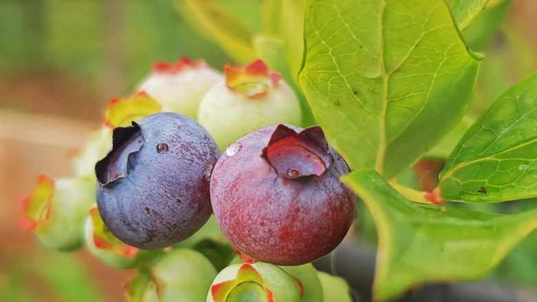 Unripe blueberries growing on a bush