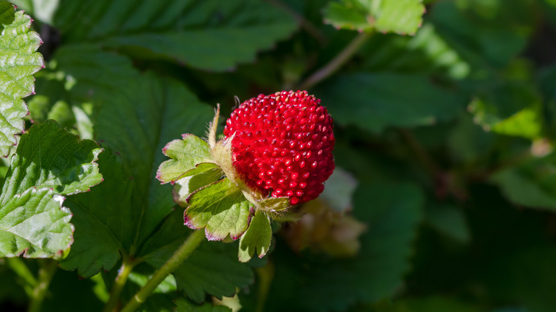 Close up of mock strawberries