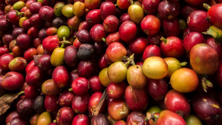 geisha coffee cherries