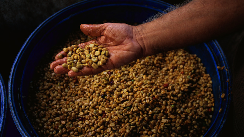 Hand holding fermented coffee beans over large vat