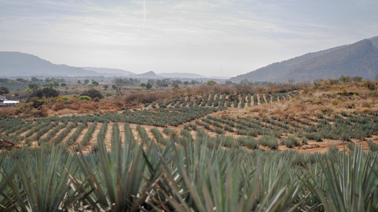 Agave plants growing in Mexico