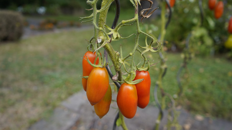 Italian San Marzano tomatoes on a vine in a garden.