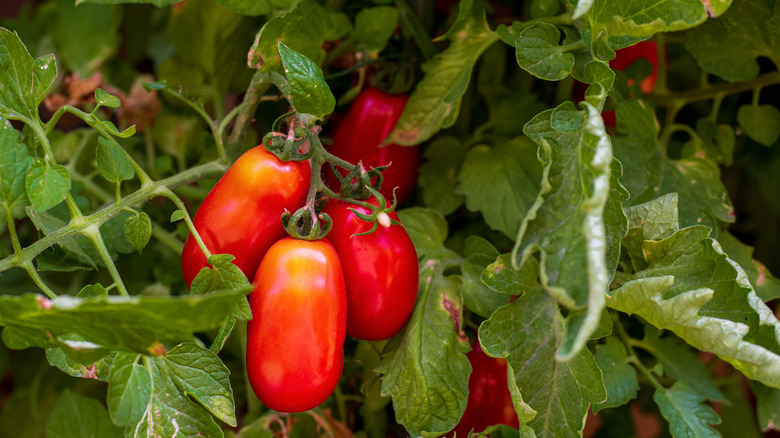 Ripe San Marzano tomatoes on a plant.