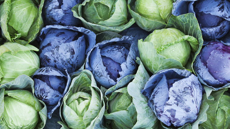 Heads of green and purple cabbage.