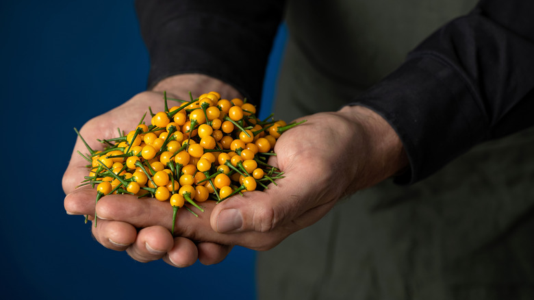 person holding bunch of aji charapita peppers
