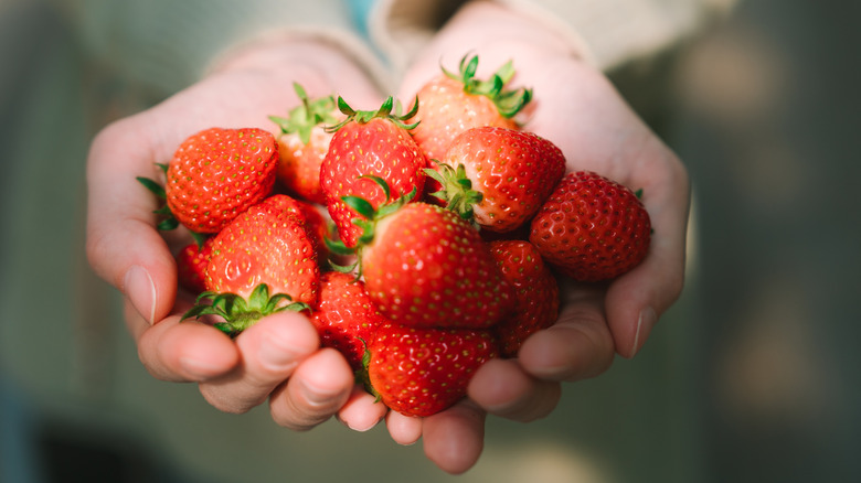 hands holding strawberries with the leaves intact