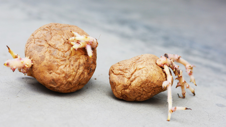 Old wrinkled potatoes with roots.