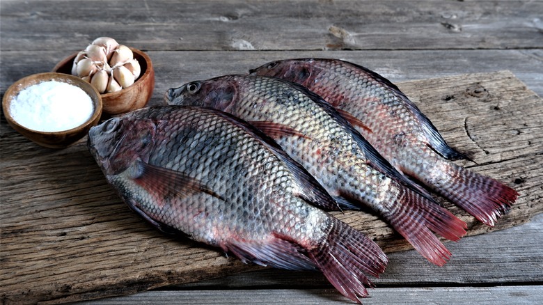 Fresh tilapia on wooden board