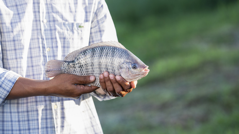 Person holding tilapia