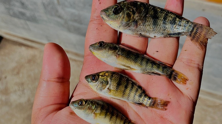 Baby tilapia being held