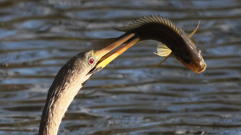 Bird eating a tilapia