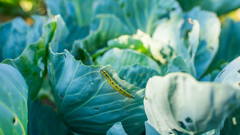 Caterpillar on cabbage leaves