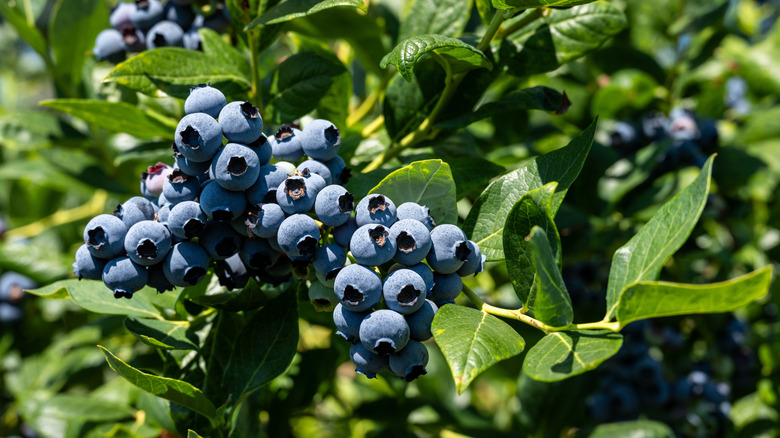 Ripe blueberries growing on a bush
