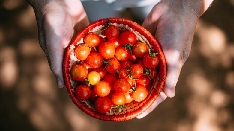 Holding a bowl of fresh cherry tomatoes
