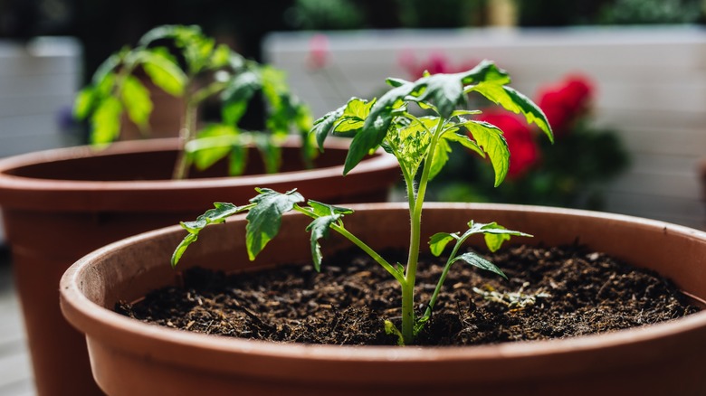 Young tomato plants in pots