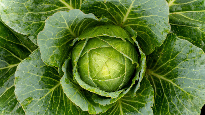 Close-up of a large green cabbage