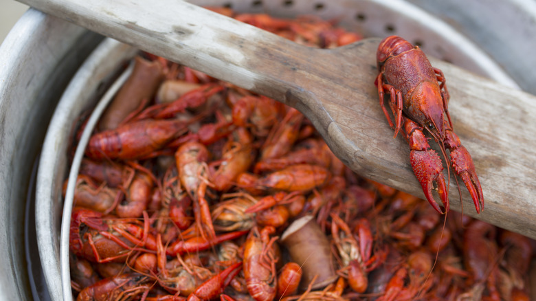 Crawfish boiling in a stock pot