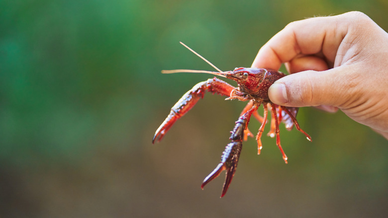 crawfish in hand