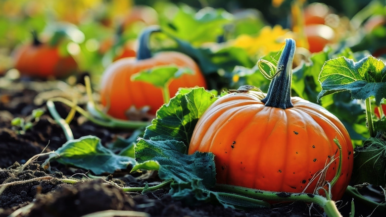 Orange pumpkins growing in a home garden.