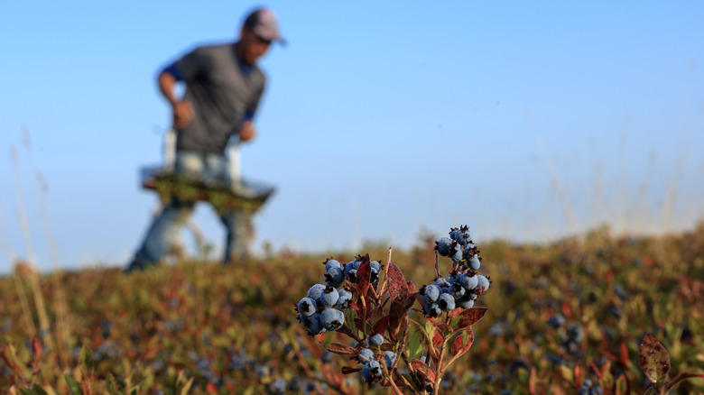 A farmer harvesting blueberries.