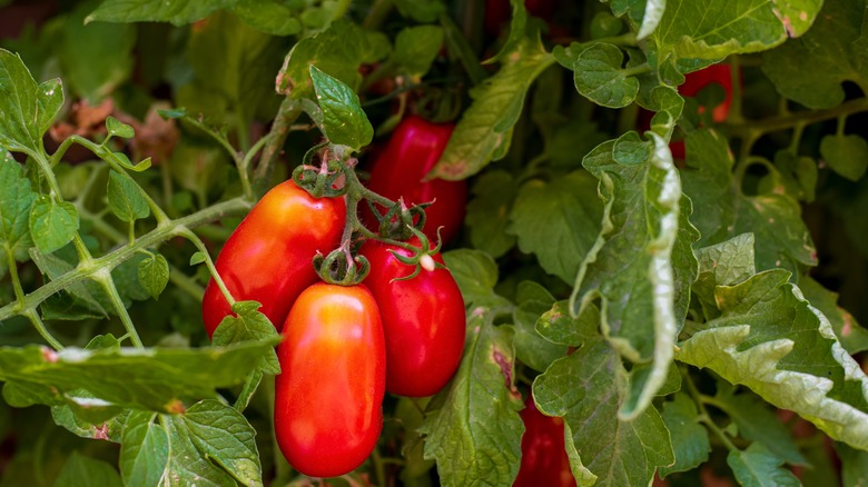 San Marzano tomatoes on the vine