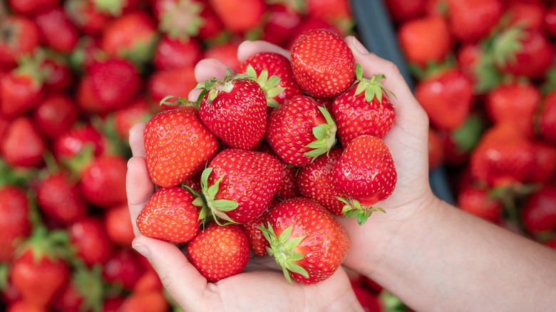 Woman holding fresh strawberries