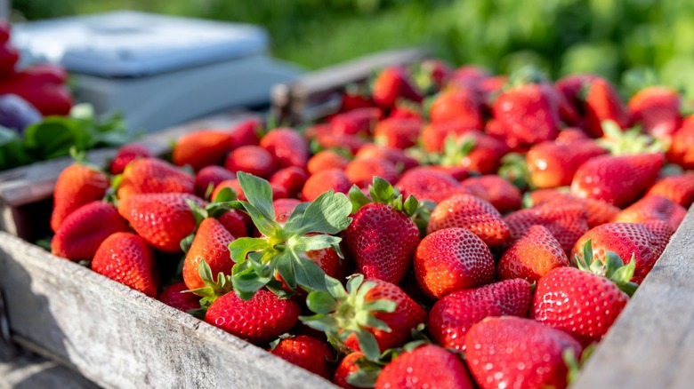 A crate of loose strawberries awaits packing.