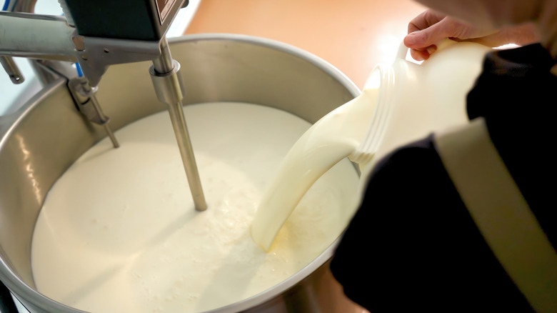 Hand pouring milk into cheesemaking machine