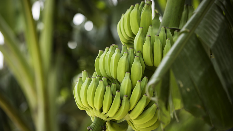 bananas growing on a tree
