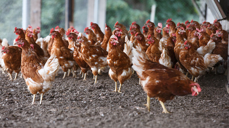 Group of free-range chickens